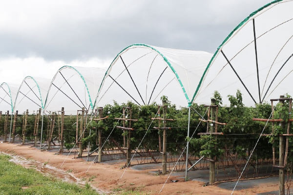 Crop Cover