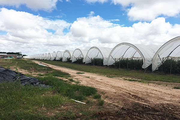 Crop Cover
